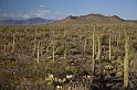 120 Saguaro National Park